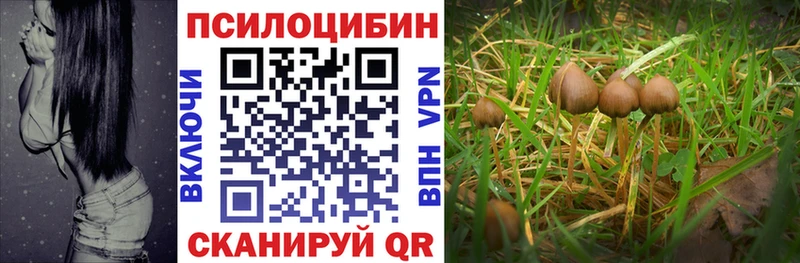 Купить  Белая Холуница  Псилоцибиновые грибы MAGIC MUSHROOMS 